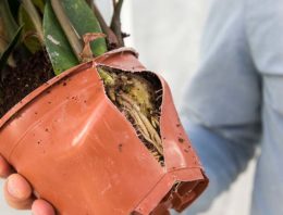 Zamioculcas is een krachtpatser bij nieuwe klimaatinstellingen