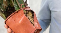 Zamioculcas is een krachtpatser bij nieuwe klimaatinstellingen