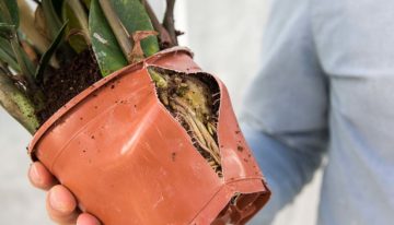 Zamioculcas is een krachtpatser bij nieuwe klimaatinstellingen