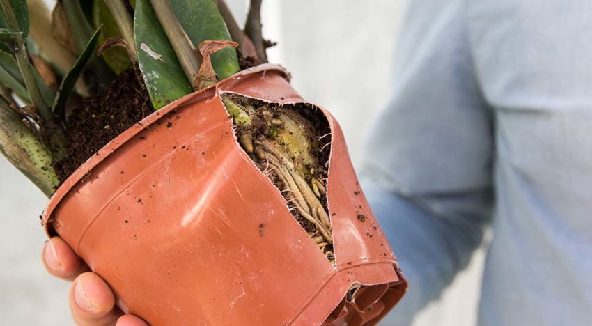 Zamioculcas is een krachtpatser bij nieuwe klimaatinstellingen Zamioculcas is een krachtpatser bij nieuwe klimaatinstellingen