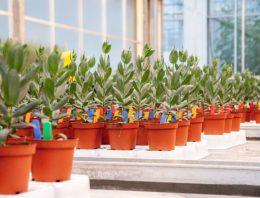 Planten weerbaarder tegen Fusarium dankzij toevoeging groene middelen