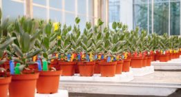 Planten weerbaarder tegen Fusarium dankzij toevoeging groene middelen