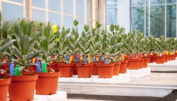 Planten weerbaarder tegen Fusarium dankzij toevoeging groene middelen