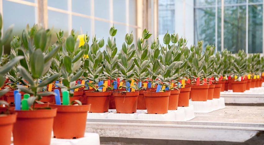 Planten weerbaarder tegen Fusarium dankzij toevoeging groene middelen
