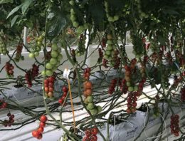 Onderzoek met biostimulatoren moet leiden tot gezondere tomaten