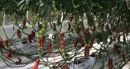 Onderzoek met biostimulatoren moet leiden tot gezondere tomaten