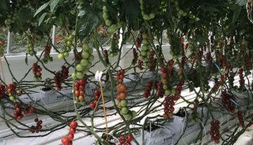 Onderzoek met biostimulatoren moet leiden tot gezondere tomaten