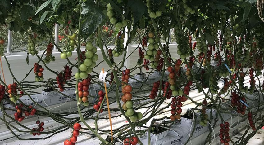 Onderzoek met biostimulatoren moet leiden tot gezondere tomaten Onderzoek met biostimulatoren moet leiden tot gezondere tomaten