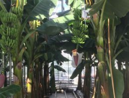 Eerste bananen uit Nederlandse kas geoogst