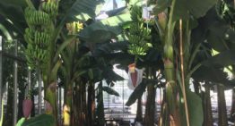 Eerste bananen uit Nederlandse kas geoogst