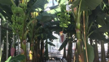 Eerste bananen uit Nederlandse kas geoogst