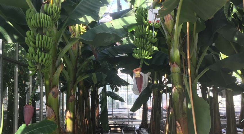 Eerste bananen uit Nederlandse kas geoogst
