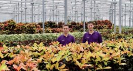 Fachjan compenseert 1,9 miljoen kilo CO<sub>2</sub> door aanplanten van bamboe