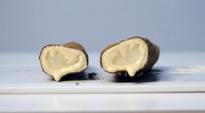 Student wil bioplastic produceren uit schorseneren en paardenbloem