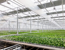 Ter Laak Orchids genomineerd voor EZK Energy Award 2018