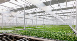 Ter Laak Orchids genomineerd voor EZK Energy Award 2018