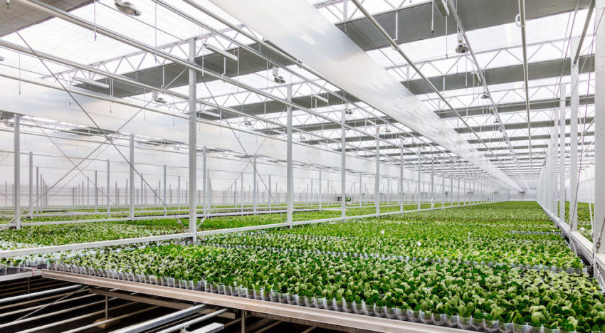 Ter Laak Orchids genomineerd voor EZK Energy Award 2018 Ter Laak Orchids genomineerd voor EZK Energy Award 2018