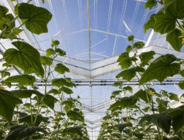 Winterlichtkas levert topprestatie