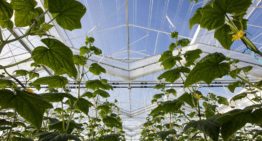 Winterlichtkas levert topprestatie