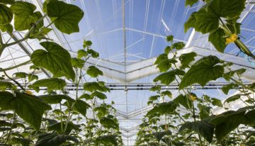 Winterlichtkas levert topprestatie