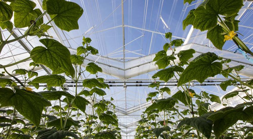 Winterlichtkas levert topprestatie
