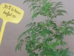 Synthetische biologie verbetert malariamedicijn uit planten