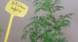 Synthetische biologie verbetert malariamedicijn uit planten