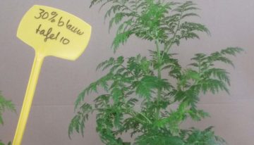 Synthetische biologie verbetert malariamedicijn uit planten