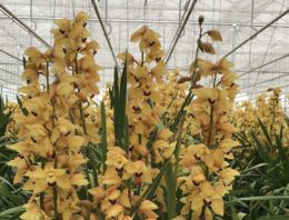 Klimaatstrategie voor vroegbloeiende cymbidium