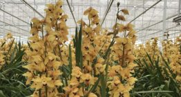 Klimaatstrategie voor vroegbloeiende cymbidium