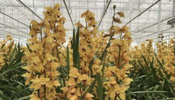 Klimaatstrategie voor vroegbloeiende cymbidium