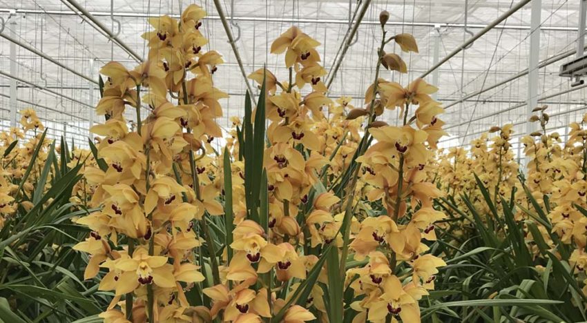 Klimaatstrategie voor vroegbloeiende cymbidium Klimaatstrategie voor vroegbloeiende cymbidium
