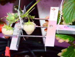 Continu meten aan de plant maakt precisieteelt mogelijk