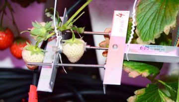 Continu meten aan de plant maakt precisieteelt mogelijk