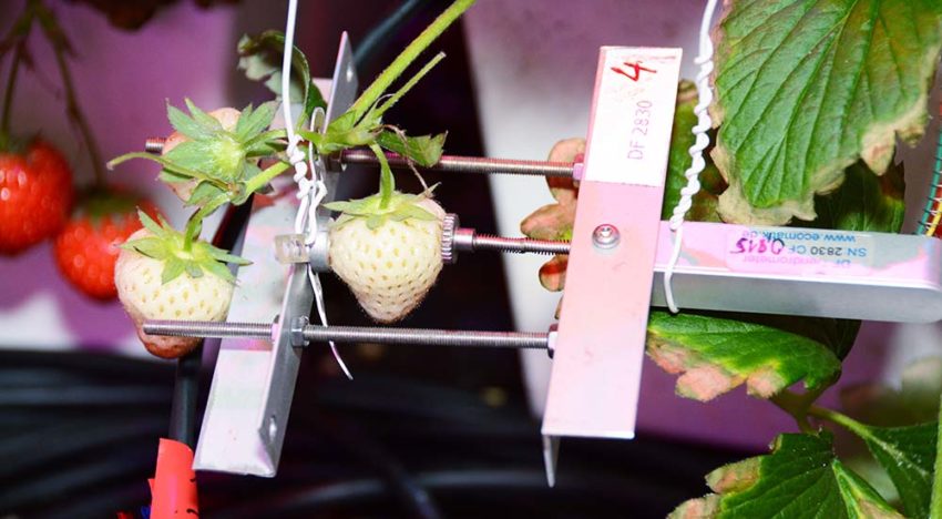 Continu meten aan de plant maakt precisieteelt mogelijk