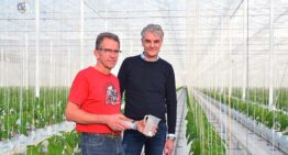 Rekenprogramma helpt teler aan te sluiten bij behoefte van de plant