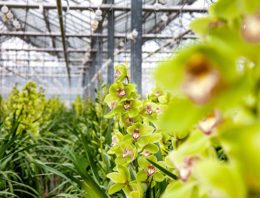 Onderzoeksresultaten maken weg vrij voor recirculatie in cymbidium