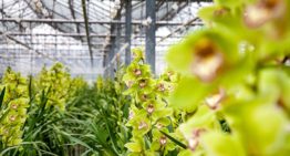 Onderzoeksresultaten maken weg vrij voor recirculatie in cymbidium