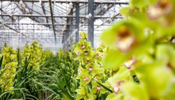 Onderzoeksresultaten maken weg vrij voor recirculatie in cymbidium
