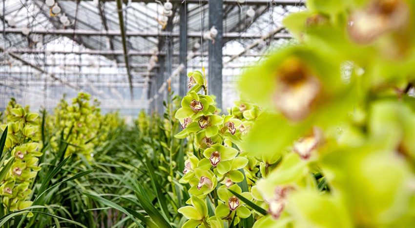 Onderzoeksresultaten maken weg vrij voor recirculatie in cymbidium