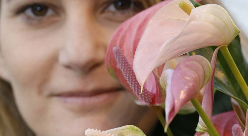 ‘Exclusieve soorten maken potanthurium meer trendy’