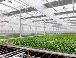 Ter Laak Orchids genomineerd voor de Green Quest Award