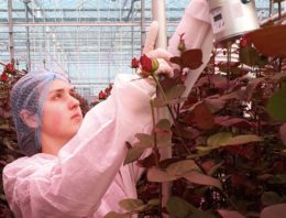 Meeldauw monitoring in ‘De perfecte roos’