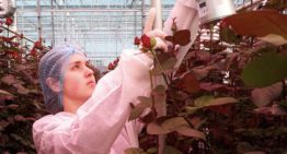 Meeldauw monitoring in ‘De perfecte roos’