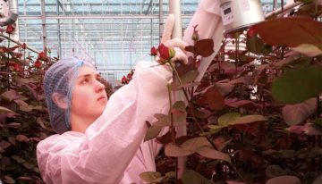Meeldauw monitoring in ‘De perfecte roos’