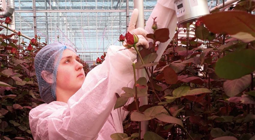 Meeldauw monitoring in ‘De perfecte roos’