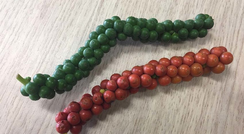 Sensorisch panel voor verse zwarte peper