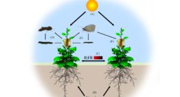 3D-computermodellen robuust genoeg om proeven te vervangen