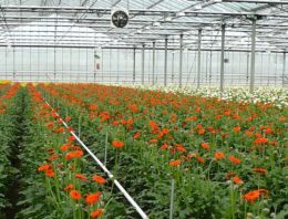 Gerbera voorloper in sierteelt in modelmatig teelt optimaliseren