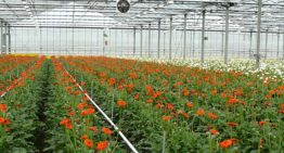 Gerbera voorloper in sierteelt in modelmatig teelt optimaliseren